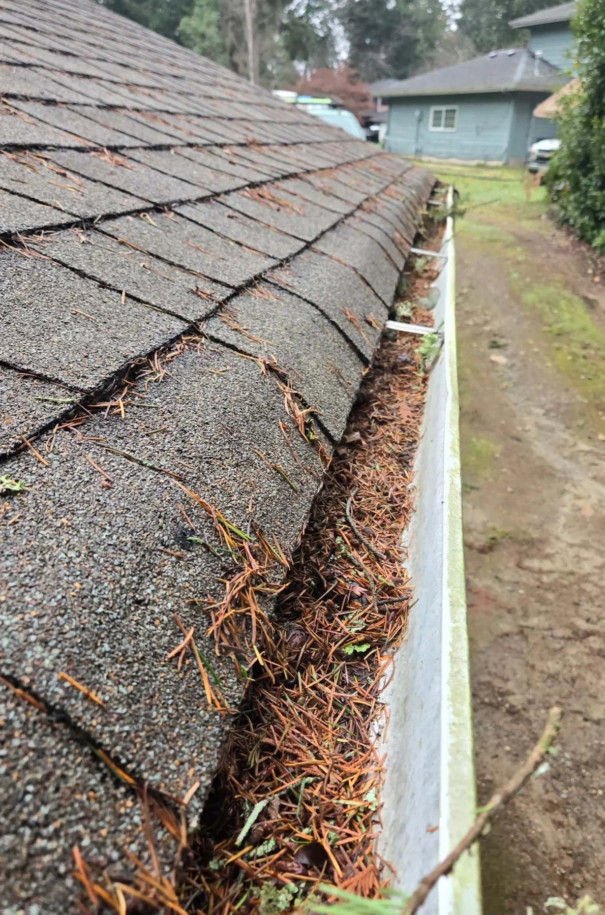 Close-up of a sloped asphalt shingle roof with pine needles and debris along the edge.