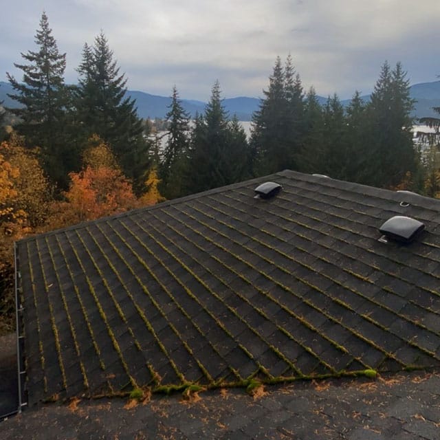 A Bellingham roof covered in moss before roof cleaning by Pure Shine.