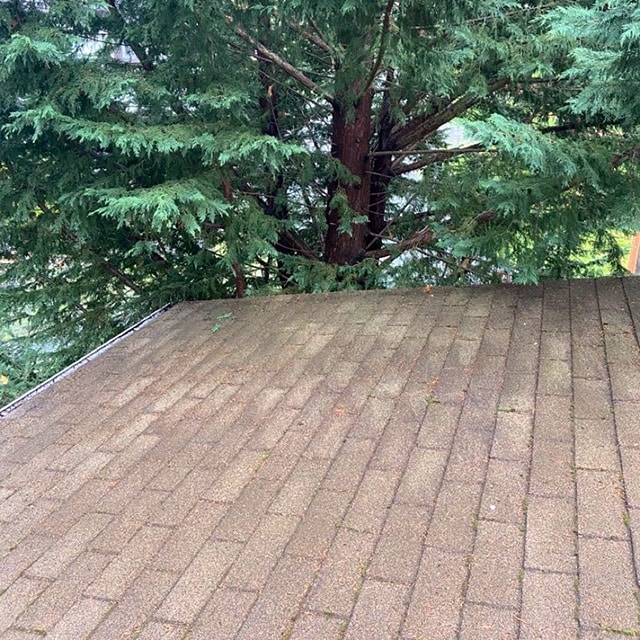 A Bellingham roof after being cleaned by Pure Shine.