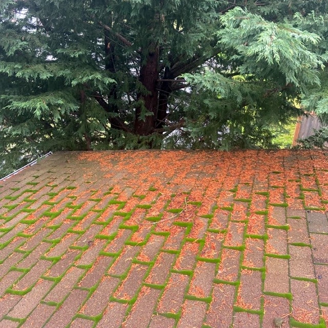 A Bellingham roof covered in leaves, needles and moss before roof cleaning by Pure Shine.